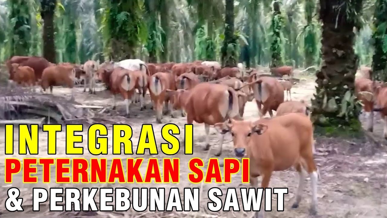 Integrasi Peternakan Sapi Dengan Perkebunan Sawit.jpg
